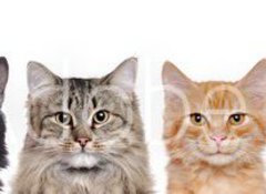 Samolepka flie 100 x 73, 140782425 - closeup portrait of a group of cats of different breeds sitting in a line isolated over white background - detailn portrt skupiny koek rznch plemen sed v ad izolovanch na blm pozad