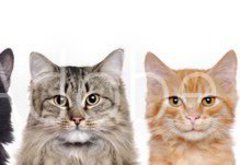 Samolepka flie 145 x 100, 140782425 - closeup portrait of a group of cats of different breeds sitting in a line isolated over white background - detailn portrt skupiny koek rznch plemen sed v ad izolovanch na blm pozad