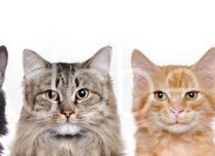 Fototapeta160 x 116  closeup portrait of a group of cats of different breeds sitting in a line isolated over white background, 160 x 116 cm