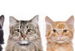 Fototapeta174 x 120  closeup portrait of a group of cats of different breeds sitting in a line isolated over white background, 174 x 120 cm