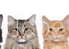 Samolepka flie 200 x 144  closeup portrait of a group of cats of different breeds sitting in a line isolated over white background, 200 x 144 cm
