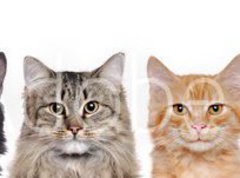 Fototapeta360 x 266  closeup portrait of a group of cats of different breeds sitting in a line isolated over white background, 360 x 266 cm