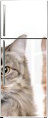 Samolepka na lednici flie 80 x 200  closeup portrait of a group of cats of different breeds sitting in a line isolated over white background, 80 x 200 cm