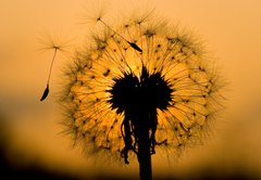 Samolepka flie 145 x 100, 14129993 - dandelion in peaceful evening