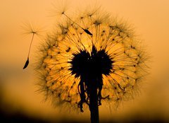 Fototapeta pltno 160 x 116, 14129993 - dandelion in peaceful evening