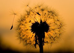 Samolepka flie 200 x 144, 14129993 - dandelion in peaceful evening