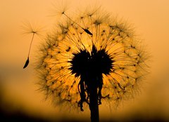 Fototapeta papr 254 x 184, 14129993 - dandelion in peaceful evening - pampelika v klidnm veeru