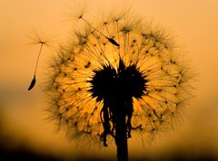 Samolepka flie 270 x 200, 14129993 - dandelion in peaceful evening - pampelika v klidnm veeru