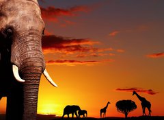 Samolepka flie 100 x 73  African nature concept, 100 x 73 cm