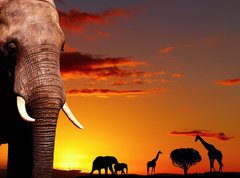 Samolepka flie 270 x 200, 14132001 - African nature concept - Africk prodn koncept
