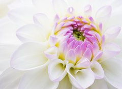 Fototapeta vliesov 100 x 73, 14142356 - Dahlia close-up