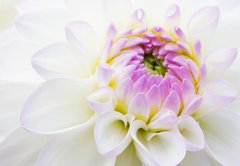 Fototapeta pltno 174 x 120, 14142356 - Dahlia close-up