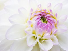 Samolepka flie 270 x 200, 14142356 - Dahlia close-up