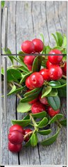 Samolepka na lednici flie 80 x 200, 141541258 - Bunch of red cowberry