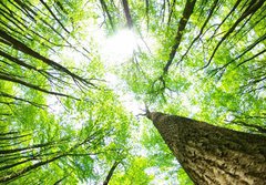 Fototapeta papr 184 x 128, 14160017 - forest