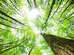 Samolepka flie 270 x 200, 14160017 - forest