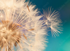 Fototapeta plátno 160 x 116, 143134951 - white dandelion flower with seeds in springtime in blue turquoise abstract backgrouds