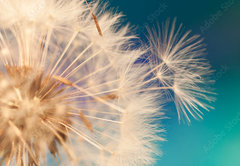 Fototapeta pltno 174 x 120, 143134951 - white dandelion flower with seeds in springtime in blue turquoise abstract backgrouds