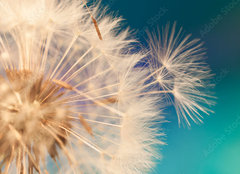 Fototapeta papr 254 x 184, 143134951 - white dandelion flower with seeds in springtime in blue turquoise abstract backgrouds