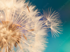 Samolepka flie 270 x 200, 143134951 - white dandelion flower with seeds in springtime in blue turquoise abstract backgrouds