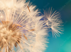 Fototapeta pltno 330 x 244, 143134951 - white dandelion flower with seeds in springtime in blue turquoise abstract backgrouds