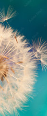 Samolepka na dveře fólie 90 x 220, 143134951 - white dandelion flower with seeds in springtime in blue turquoise abstract backgrouds