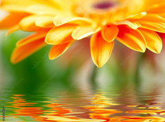 Fototapeta papr 360 x 266, 14392281 - Closeup photo of yellow daisy - Detailn fotografie lut sedmikrsky
