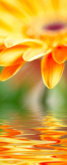 Samolepka na dveře fólie 90 x 220, 14392281 - Closeup photo of yellow daisy - Detailní fotografie žluté sedmikrásky