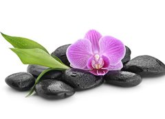 Fototapeta papír 160 x 116, 144086994 - zen basalt stones ,orchid and bamboo - čedičové kameny zen, orchidej a bambus
