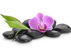 Samolepka flie 200 x 144, 144086994 - zen basalt stones ,orchid and bamboo