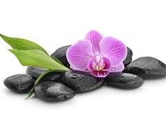 Fototapeta papír 360 x 266, 144086994 - zen basalt stones ,orchid and bamboo - čedičové kameny zen, orchidej a bambus