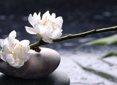 Fototapeta160 x 116  Spa still life with black stones and bamboo leafs, 160 x 116 cm