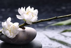 Fototapeta174 x 120  Spa still life with black stones and bamboo leafs, 174 x 120 cm