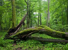 Fototapeta vliesov 100 x 73, 14452875 - Deciduous stand of Bialowieza Forest