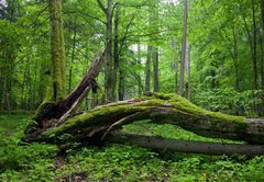 Fototapeta145 x 100  Deciduous stand of Bialowieza Forest, 145 x 100 cm