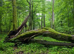 Samolepka flie 270 x 200, 14452875 - Deciduous stand of Bialowieza Forest - Opadav stnek Bialowieza Forest