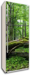 Samolepka na lednici flie 80 x 200  Deciduous stand of Bialowieza Forest, 80 x 200 cm