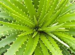 Samolepka flie 100 x 73, 14463582 - Aloe vera