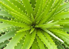 Samolepka flie 200 x 144, 14463582 - Aloe vera