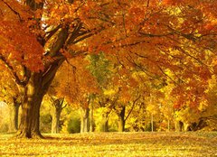 Fototapeta plátno 160 x 116, 1452913 - autumn scene - podzimní scéna