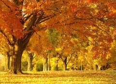 Fototapeta pltno 240 x 174, 1452913 - autumn scene