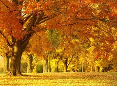 Fototapeta pltno 330 x 244, 1452913 - autumn scene - podzimn scna