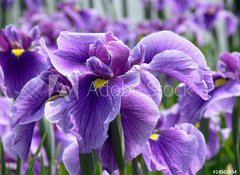 Fototapeta100 x 73  Purple Flag Iris, 100 x 73 cm