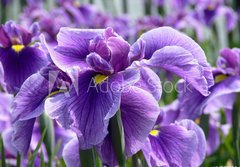 Fototapeta184 x 128  Purple Flag Iris, 184 x 128 cm