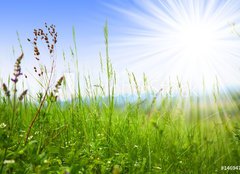 Fototapeta pltno 240 x 174, 14694795 - Grass - Trva