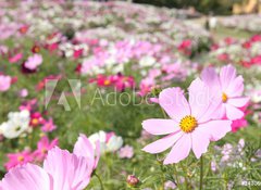 Samolepka flie 100 x 73, 14706951 - cosmos_closeup