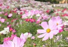 Samolepka flie 145 x 100, 14706951 - cosmos_closeup