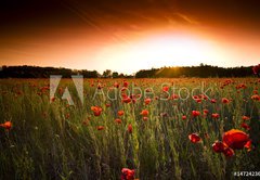 Fototapeta145 x 100  poppies field, 145 x 100 cm