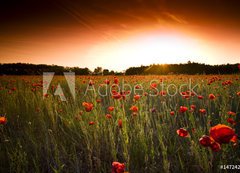 Fototapeta vliesov 200 x 144, 14724236 - poppies field - pole mku