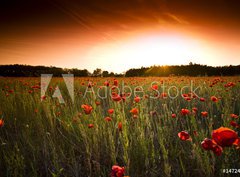 Fototapeta360 x 266  poppies field, 360 x 266 cm